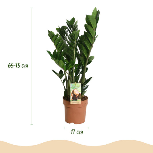 - Green is... Kamerplanten - Zamioculcas - ZZ-plant - Weinig onderhoud - Groen - 2 Planten - Pot 17cm - Hoogte 65-75cm