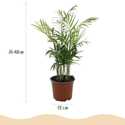 Kamerplant - Chamaedorea elegans - Goudpalm - Huisdiervriendelijke Plant - Groen - 4 Planten - met Potter Wit - Pot 12cm - Hoogte 15cm