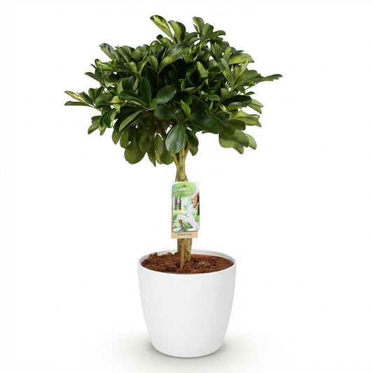 Green boutiQ - Kamerplanten - Schefflera Gold Capelle - Vingerboom - Weinig onderhoud - Groen - goud - 1 Plant - met Potter Wit - Pot 21cm - Hoogte 70-80cm