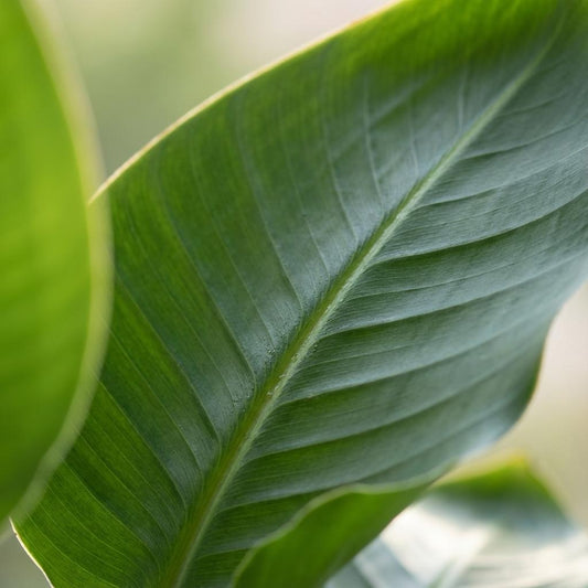 Strelitzia Nicolai met Zeegras mand naturel - 80cm - Ø21