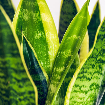 Green BoutiQ - Green is... Kamerplanten - Sanseveria Laurentii - Vrouwentong - Weinig onderhoud - Groen - 2 Planten - Pot 17cm - Hoogte 60-70cm