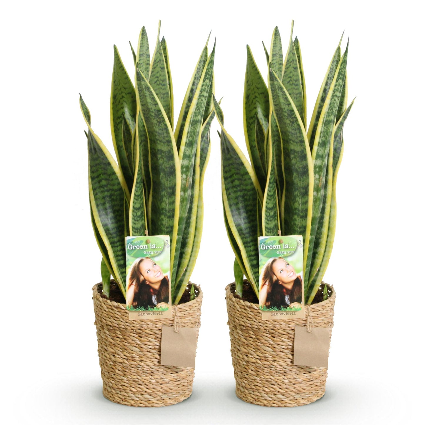  - Green is... Kamerplanten - Sanseveria Laurentii - Vrouwentong - Weinig onderhoud - met mand - Groen - 2 Planten - Pot 17cm - Hoogte 60-70cm