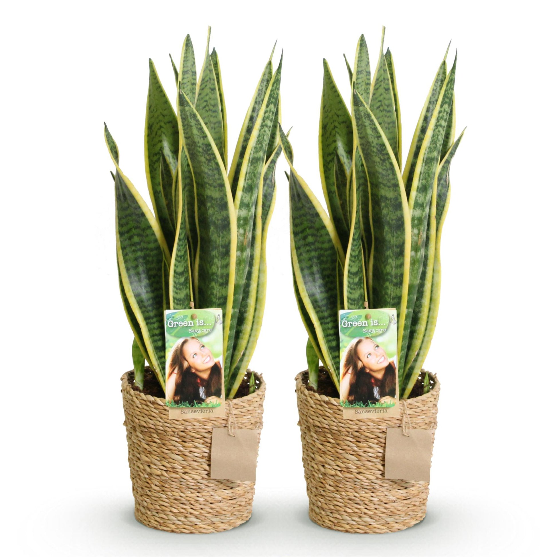  - Green is... Kamerplanten - Sanseveria Laurentii - Vrouwentong - Weinig onderhoud - met mand - Groen - 2 Planten - Pot 17cm - Hoogte 60-70cm