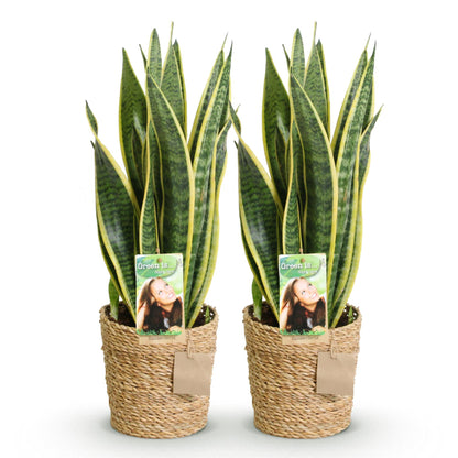  - Green is... Kamerplanten - Sanseveria Laurentii - Vrouwentong - Weinig onderhoud - met mand - Groen - 2 Planten - Pot 17cm - Hoogte 60-70cm
