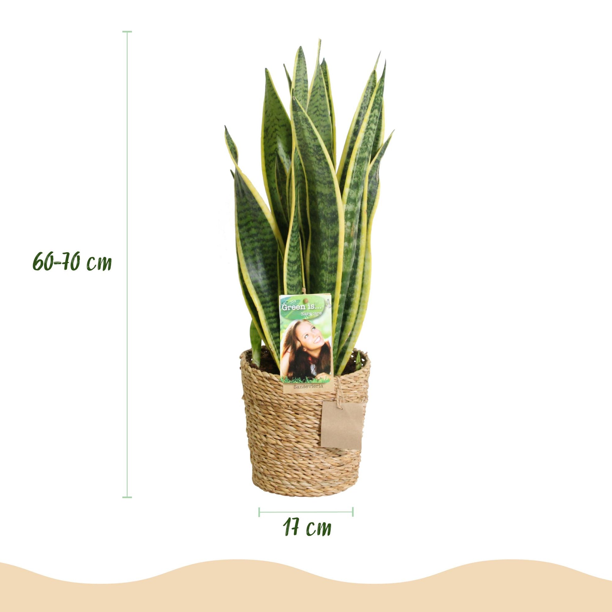  - Green is... Kamerplanten - Sanseveria Laurentii - Vrouwentong - Weinig onderhoud - met mand - Groen - 2 Planten - Pot 17cm - Hoogte 60-70cm