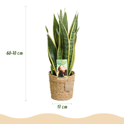  - Green is... Kamerplanten - Sanseveria Laurentii - Vrouwentong - Weinig onderhoud - met mand - Groen - 2 Planten - Pot 17cm - Hoogte 60-70cm