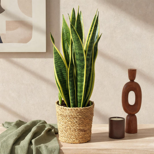  - Green is... Kamerplanten - Sanseveria Laurentii - Vrouwentong - Weinig onderhoud - met mand - Groen - 2 Planten - Pot 17cm - Hoogte 60-70cm