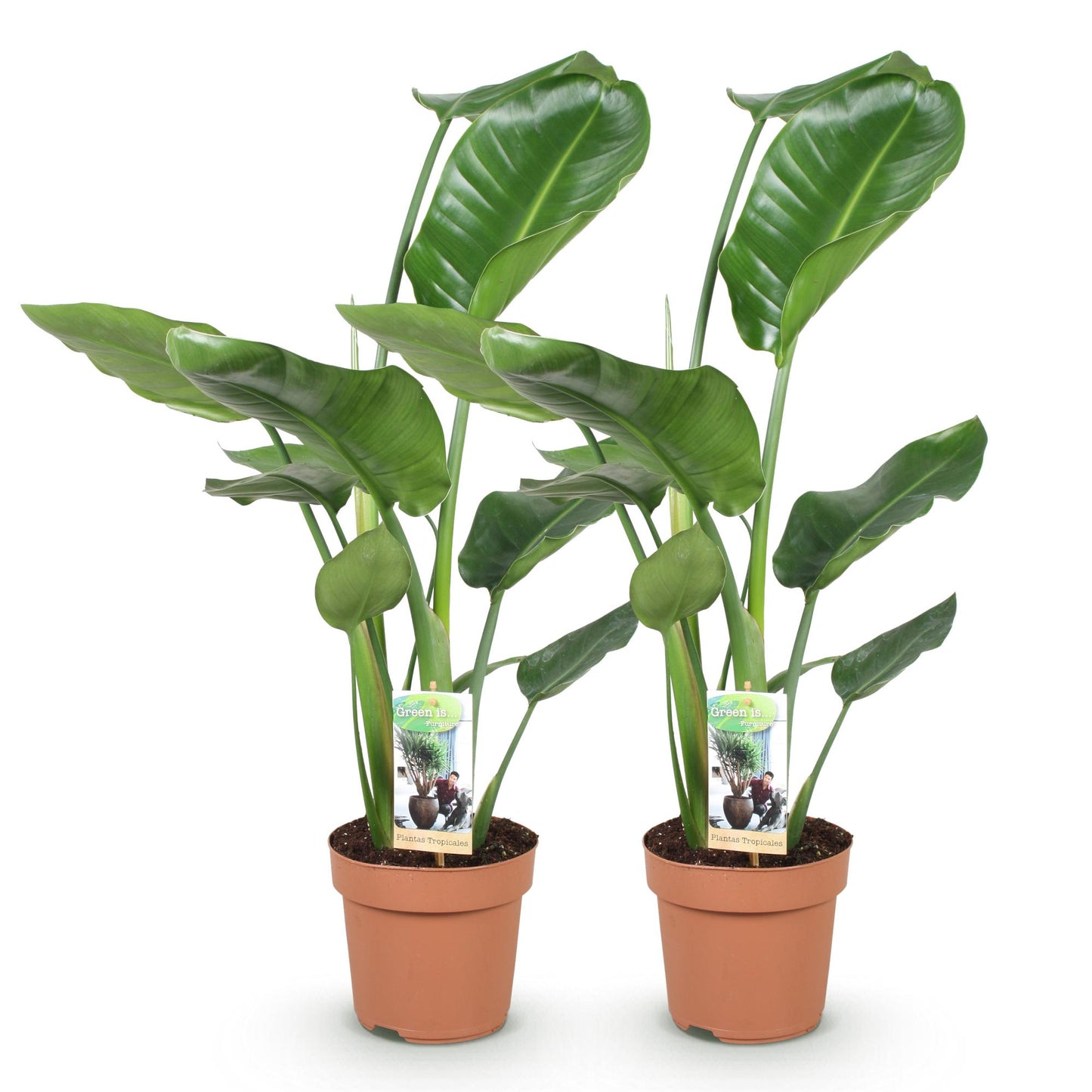  - Green is... Kamerplanten - Stelitzia Nicolai - Paradijsvogelbloem - Weinig onderhoud - Groen - 2 Planten - Pot 17cm - Hoogte 70-90cm