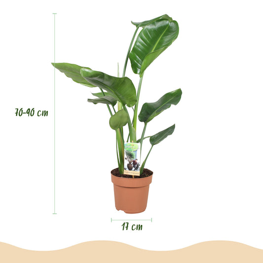  - Green is... Kamerplanten - Stelitzia Nicolai - Paradijsvogelbloem - Weinig onderhoud - Groen - 2 Planten - Pot 17cm - Hoogte 70-90cm
