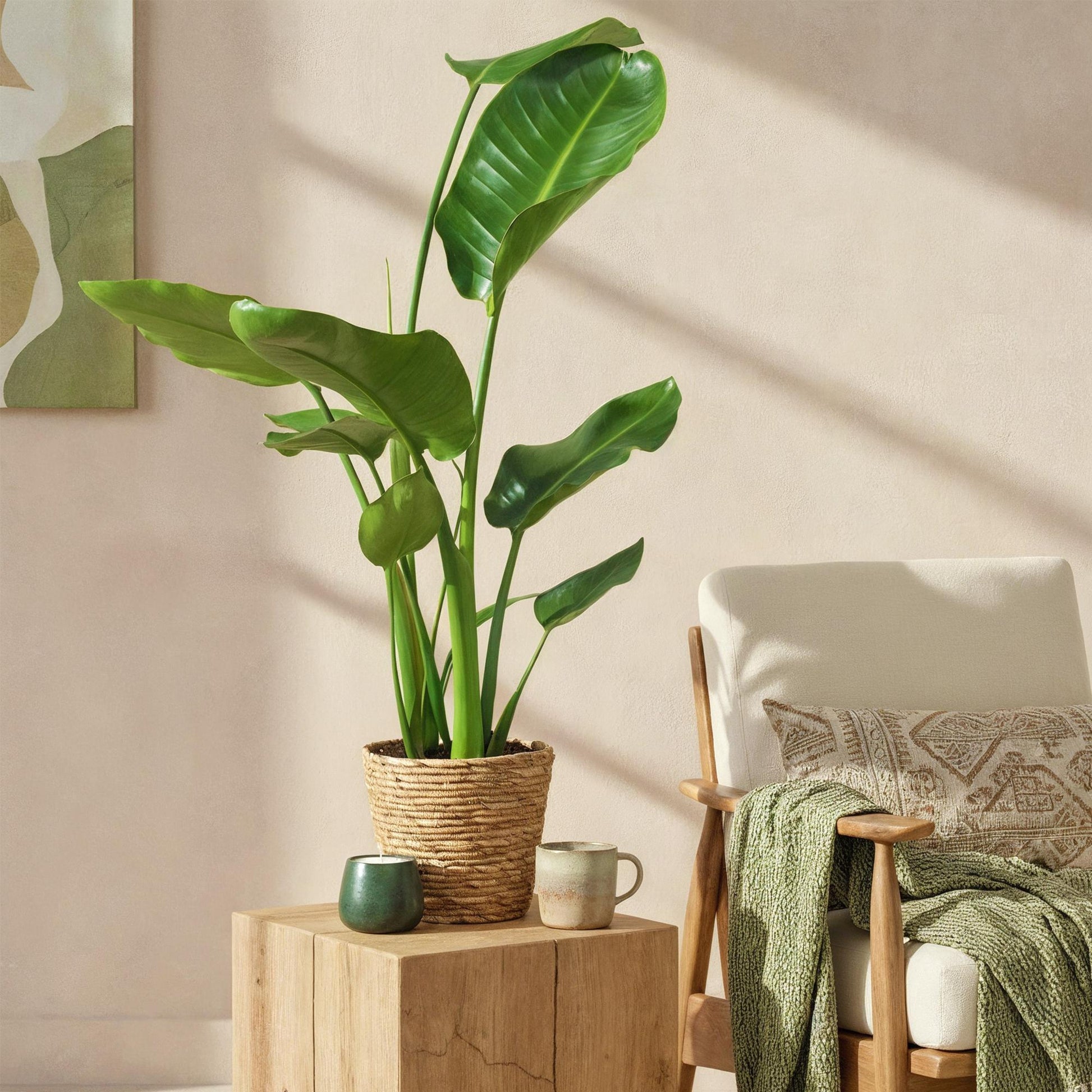  - Green is... Kamerplanten - Stelitzia Nicolai - Paradijsvogelbloem - Weinig onderhoud - Groen - 2 Planten - Pot 17cm - Hoogte 70-90cm