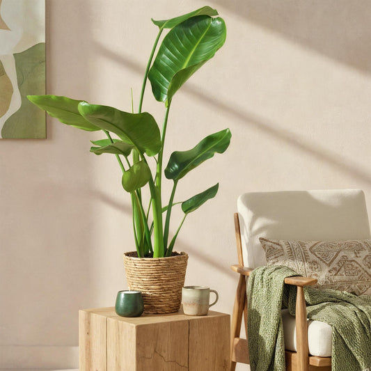  - Green is... Kamerplanten - Stelitzia Nicolai - Paradijsvogelbloem - Weinig onderhoud - Groen - 2 Planten - Pot 17cm - Hoogte 70-90cm