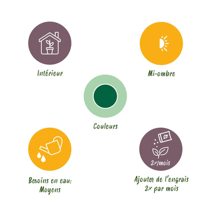  - Green is... Kamerplanten - Stelitzia Nicolai - Paradijsvogelbloem - Weinig onderhoud - Groen - 2 Planten - Pot 17cm - Hoogte 70-90cm