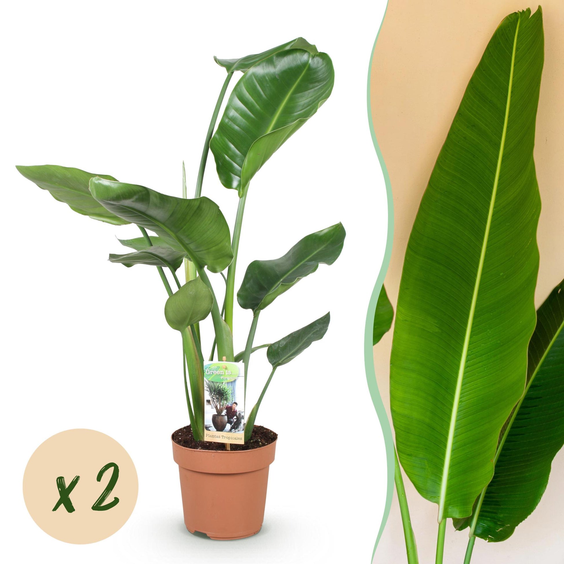  - Green is... Kamerplanten - Stelitzia Nicolai - Paradijsvogelbloem - Weinig onderhoud - Groen - 2 Planten - Pot 17cm - Hoogte 70-90cm