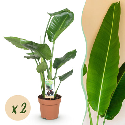  - Green is... Kamerplanten - Stelitzia Nicolai - Paradijsvogelbloem - Weinig onderhoud - Groen - 2 Planten - Pot 17cm - Hoogte 70-90cm