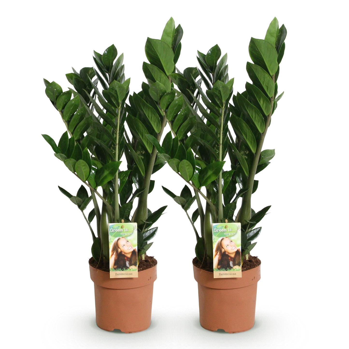  - Green is... Kamerplanten - Zamioculcas - ZZ-plant - Weinig onderhoud - Groen - 2 Planten - Pot 17cm - Hoogte 65-75cm