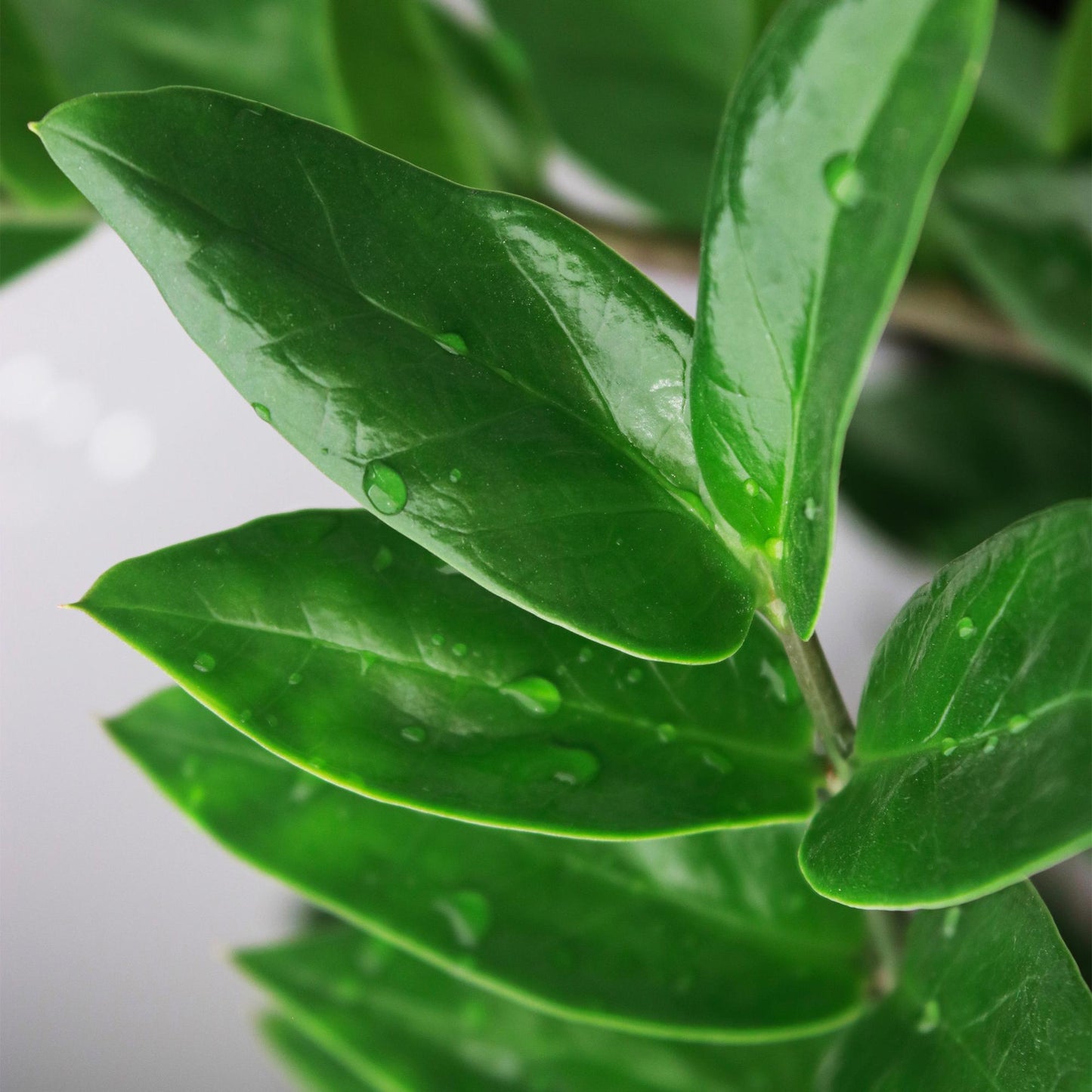  - Green is... Kamerplanten - Zamioculcas - ZZ-plant - Weinig onderhoud - Groen - 2 Planten - Pot 17cm - Hoogte 65-75cm