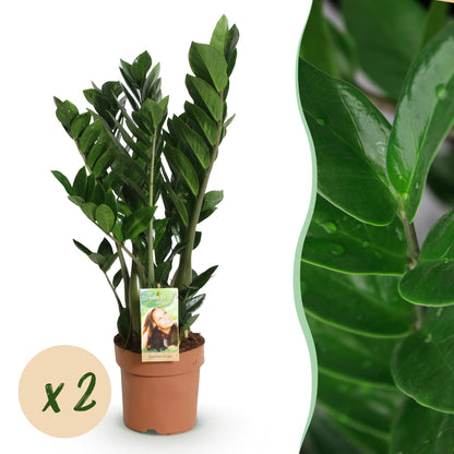  - Green is... Kamerplanten - Zamioculcas - ZZ-plant - Weinig onderhoud - Groen - 2 Planten - Pot 17cm - Hoogte 65-75cm