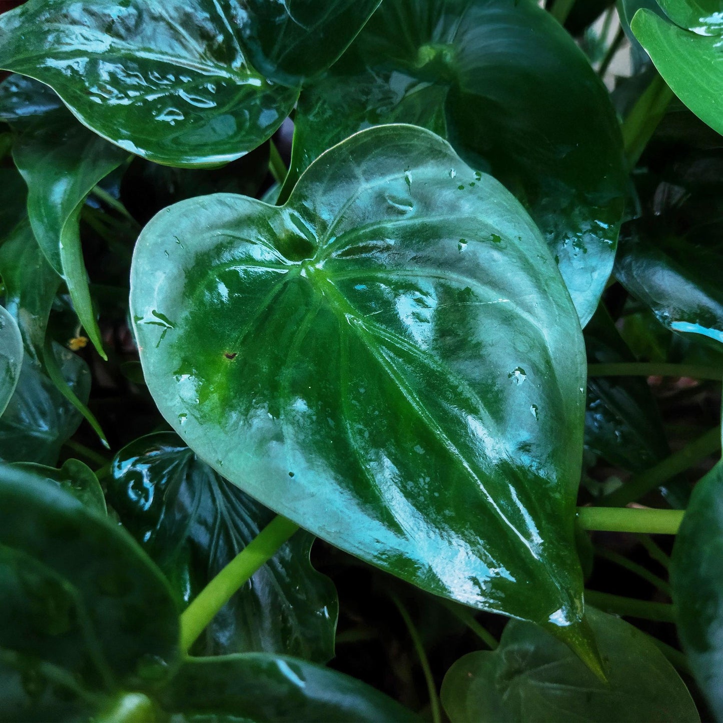 Green BoutiQ - Kamerplanten - Alocasia Cucullata - Boeddha,s hand - Weinig onderhoud - Groen - 1 Plant - met Potter Grijs - Pot 21cm - Hoogte 65-70cm