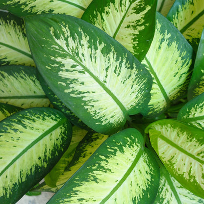 Green BoutiQ - Kamerplanten - Diefenbachia Tropic Snow - Dieffenbachia - Weinig onderhoud - Groen - 1 Plant - met Potter Wit - Pot 21cm - Hoogte 90-100cm