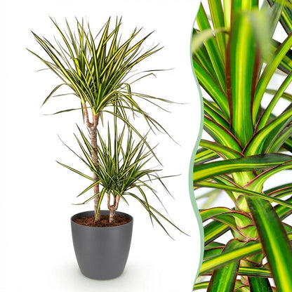 Green BoutiQ - Kamerplanten - Dracaena Sunray - Drakenbloedboom - Weinig onderhoud - Groen - 1 Plant - met Potter Grijs - Pot 21cm - Hoogte 90-100cm