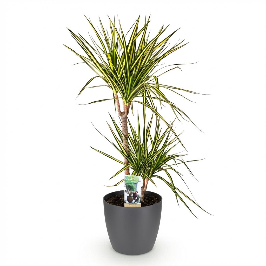 Green BoutiQ - Kamerplanten - Dracaena Sunray - Drakenbloedboom - Weinig onderhoud - Groen - 1 Plant - met Potter Grijs - Pot 21cm - Hoogte 90-100cm