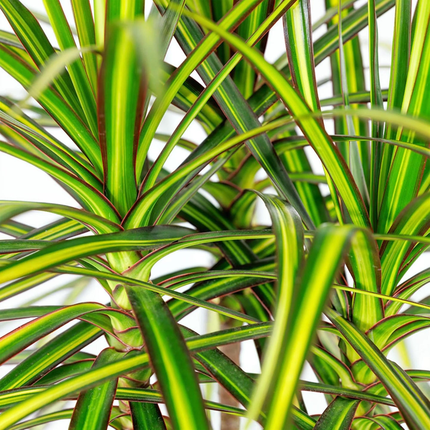 Green BoutiQ - Kamerplanten - Dracaena Sunray - Drakenbloedboom - Weinig onderhoud - Groen - 1 Plant - met Potter Grijs - Pot 21cm - Hoogte 90-100cm