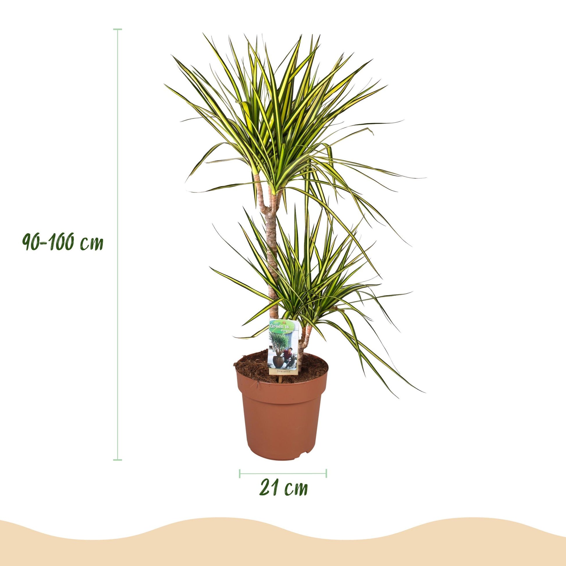 Green BoutiQ - Kamerplanten - Dracaena Sunray - Drakenbloedboom - Weinig onderhoud - Groen - 1 Plant - met Potter Wit - Pot 21cm - Hoogte 90-100cm