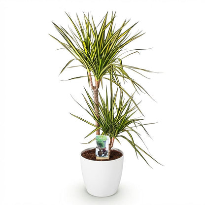 Green BoutiQ - Kamerplanten - Dracaena Sunray - Drakenbloedboom - Weinig onderhoud - Groen - 1 Plant - met Potter Wit - Pot 21cm - Hoogte 90-100cm