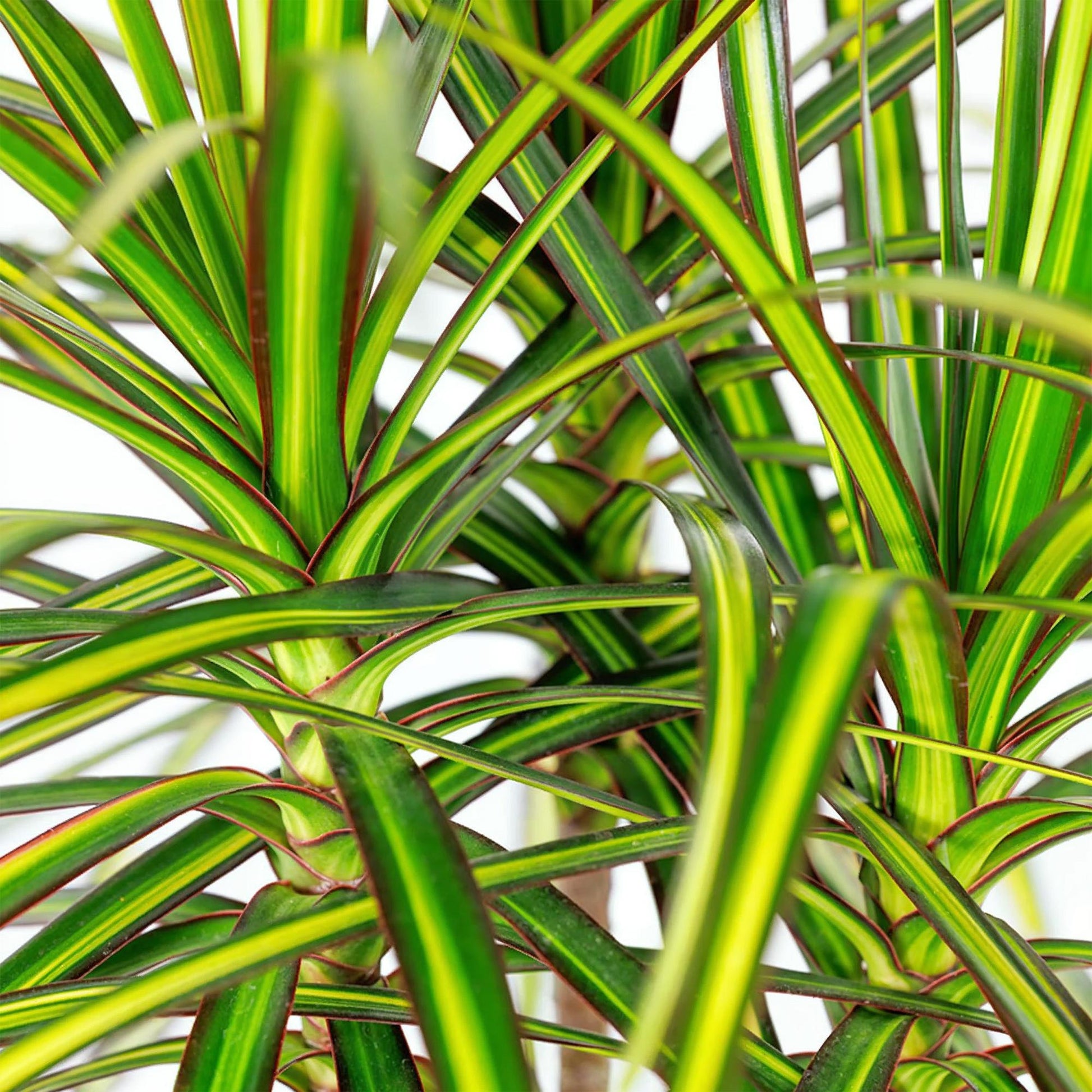 Green BoutiQ - Kamerplanten - Dracaena Sunray - Drakenbloedboom - Weinig onderhoud - Groen - 1 Plant - met Potter Wit - Pot 21cm - Hoogte 90-100cm