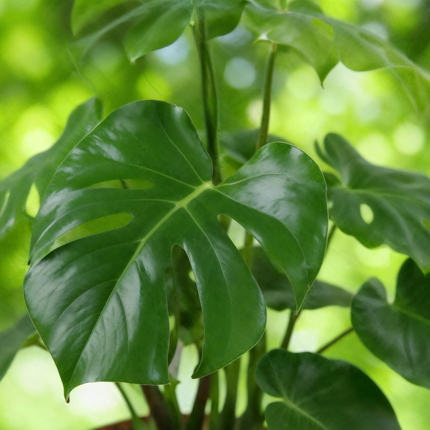 Green BoutiQ - Kamerplanten - Monstera Deliciosa - Gatenplant - Weinig onderhoud - Groen - 1 Plant - met Potter Grijs - Pot 21cm - Hoogte 70-80cm