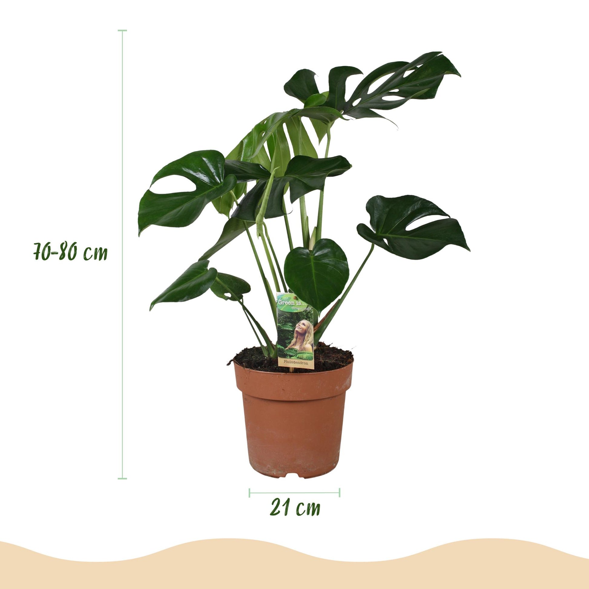 Green BoutiQ - Kamerplanten - Monstera Deliciosa - Gatenplant - Weinig onderhoud - Groen - 1 Plant - met Potter Wit - Pot 21cm - Hoogte 70-80cm