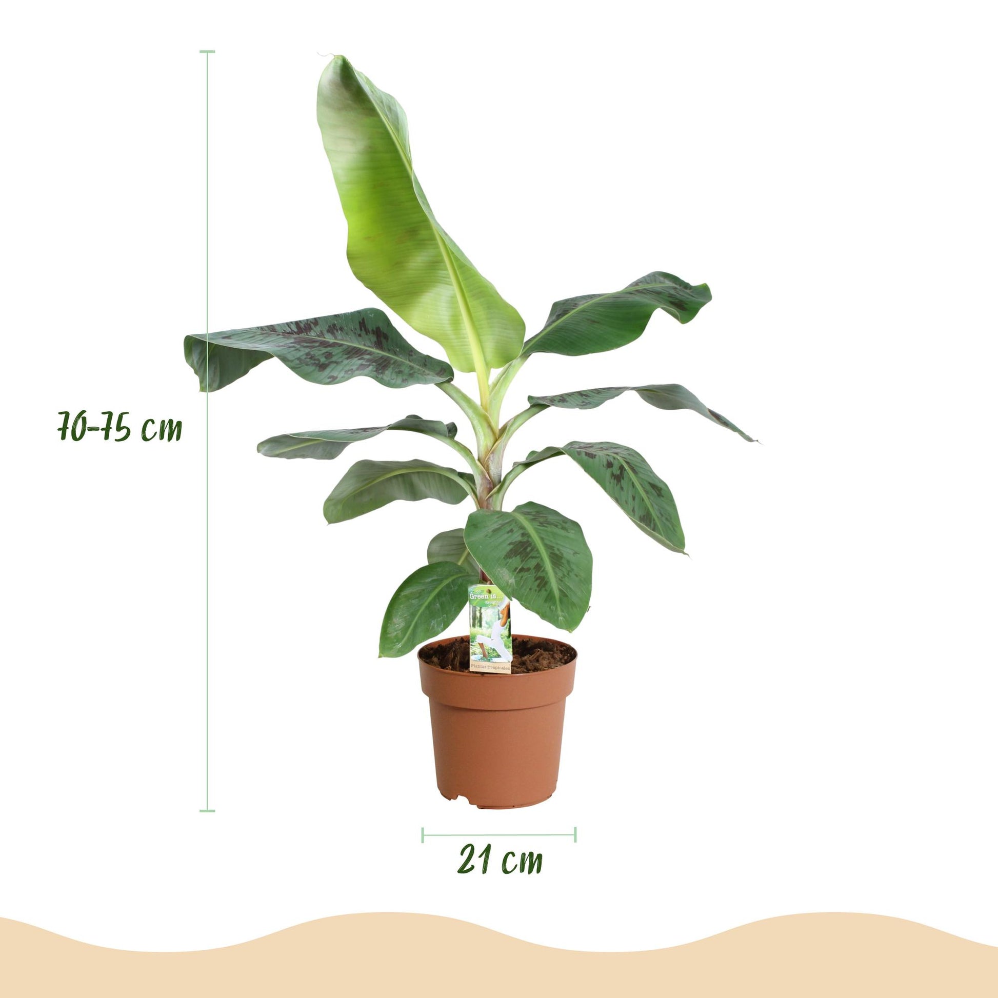 Green BoutiQ - Kamerplanten - Musa acuminata Dwarf Cavendisch - Bananenplant - Weinig onderhoud - Groen - 1 Plant - met Potter Grijs - Pot 21cm - Hoogte 70-75cm