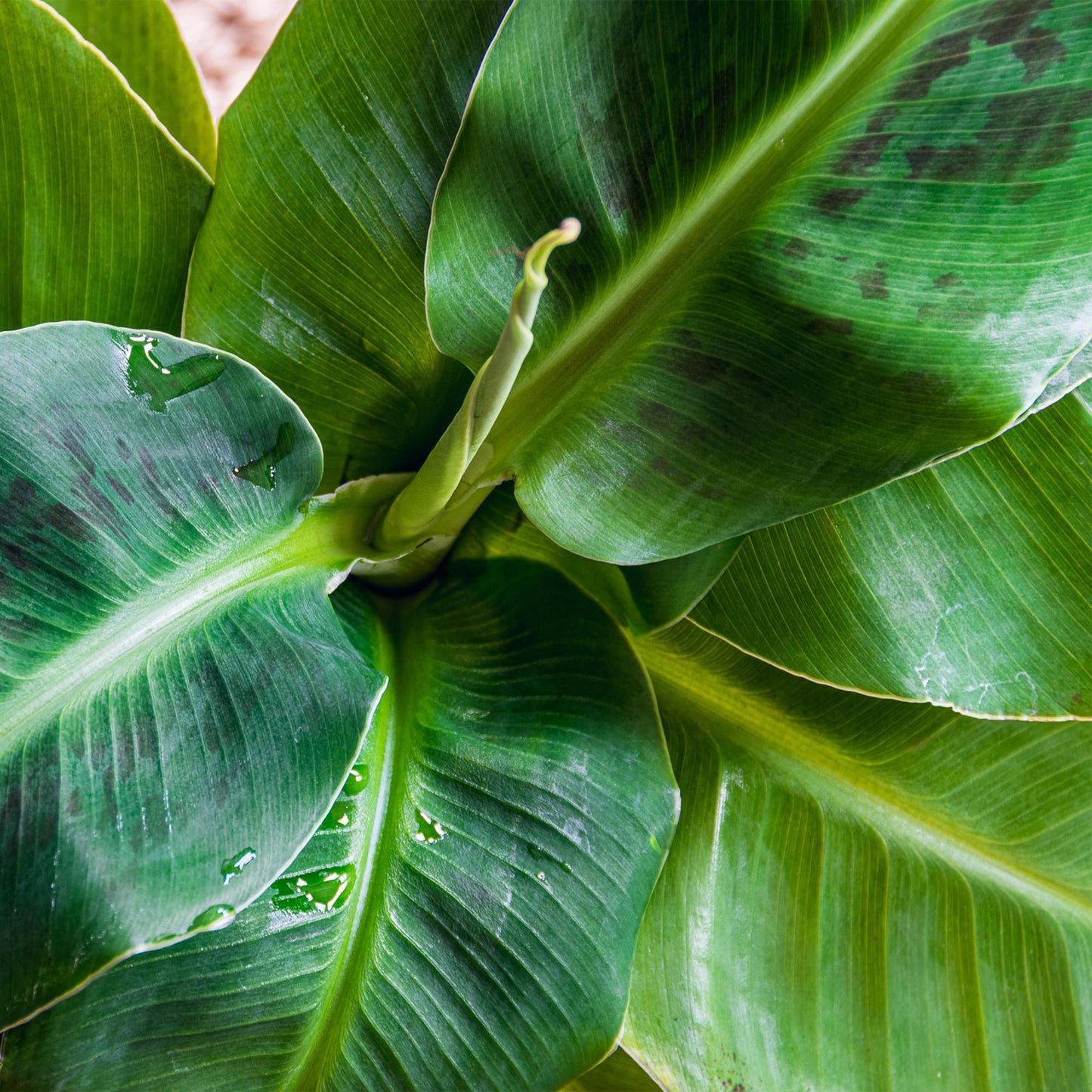 Green BoutiQ - Kamerplanten - Musa acuminata Dwarf Cavendisch - Bananenplant - Weinig onderhoud - Groen - 1 Plant - met Potter Wit - Pot 21cm - Hoogte 70-75cm