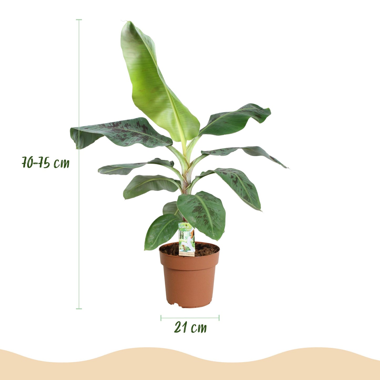 Green BoutiQ - Kamerplanten - Musa acuminata Dwarf Cavendisch - Bananenplant - Weinig onderhoud - Groen - 1 Plant - met Potter Wit - Pot 21cm - Hoogte 70-75cm
