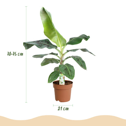 Green BoutiQ - Kamerplanten - Musa acuminata Dwarf Cavendisch - Bananenplant - Weinig onderhoud - Groen - 1 Plant - met Potter Wit - Pot 21cm - Hoogte 70-75cm