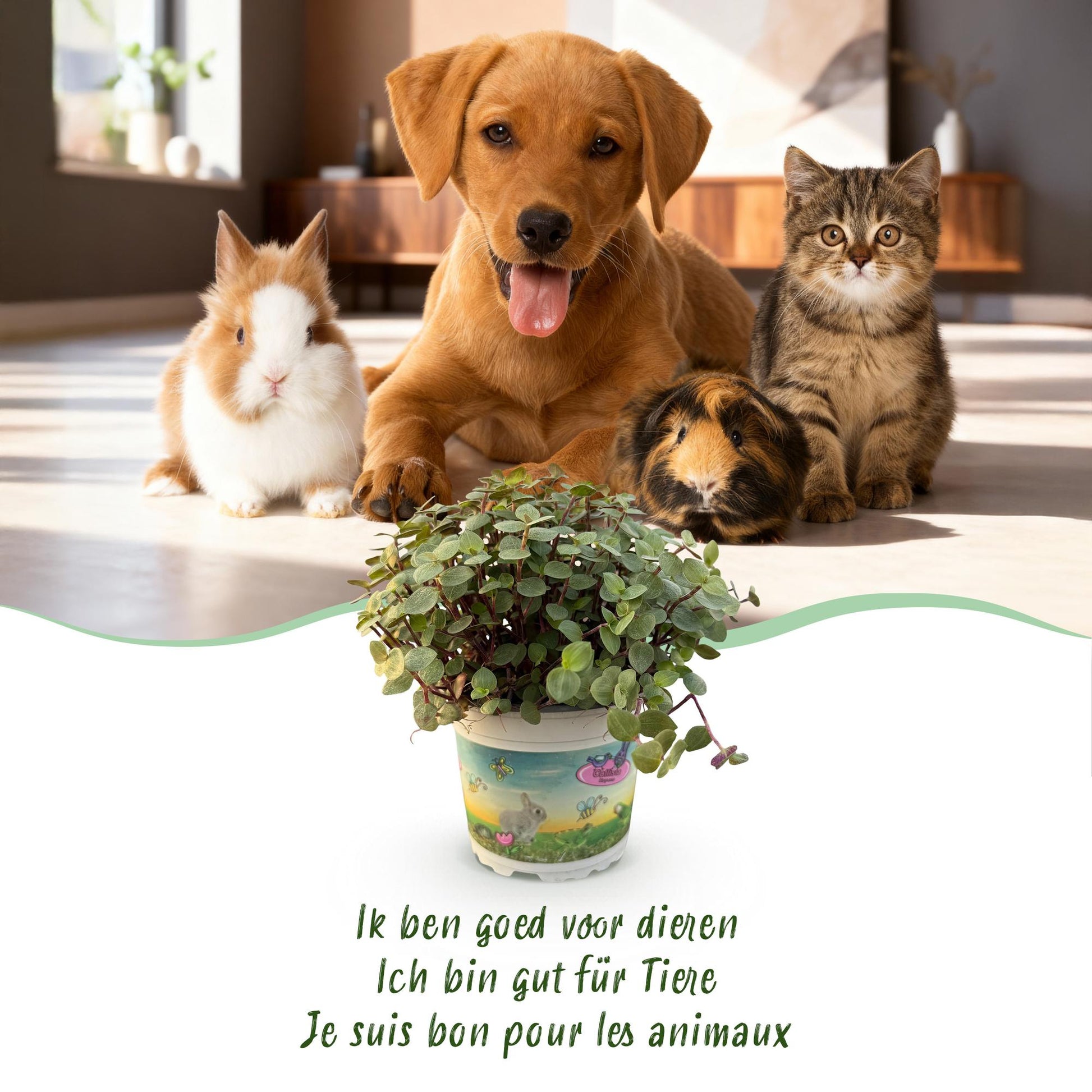 Green boutiQ - Kamerplant - Calissia repens - Schildpad plant - Huisdiervriendelijke Plant - Groen - 1 Plant - Pot 12cm - Hoogte 14cm