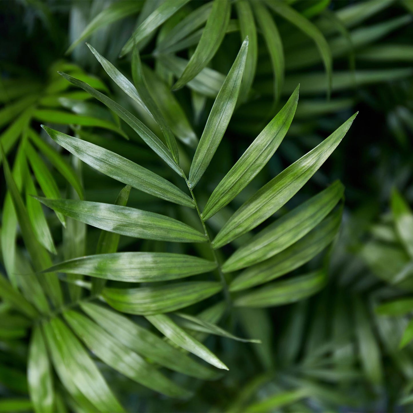 Green boutiQ - Kamerplant - Chamaedorea elegans - Goudpalm - Huisdiervriendelijk - Groen - 2 Planten - Pot 12cm - Hoogte 35-40cm