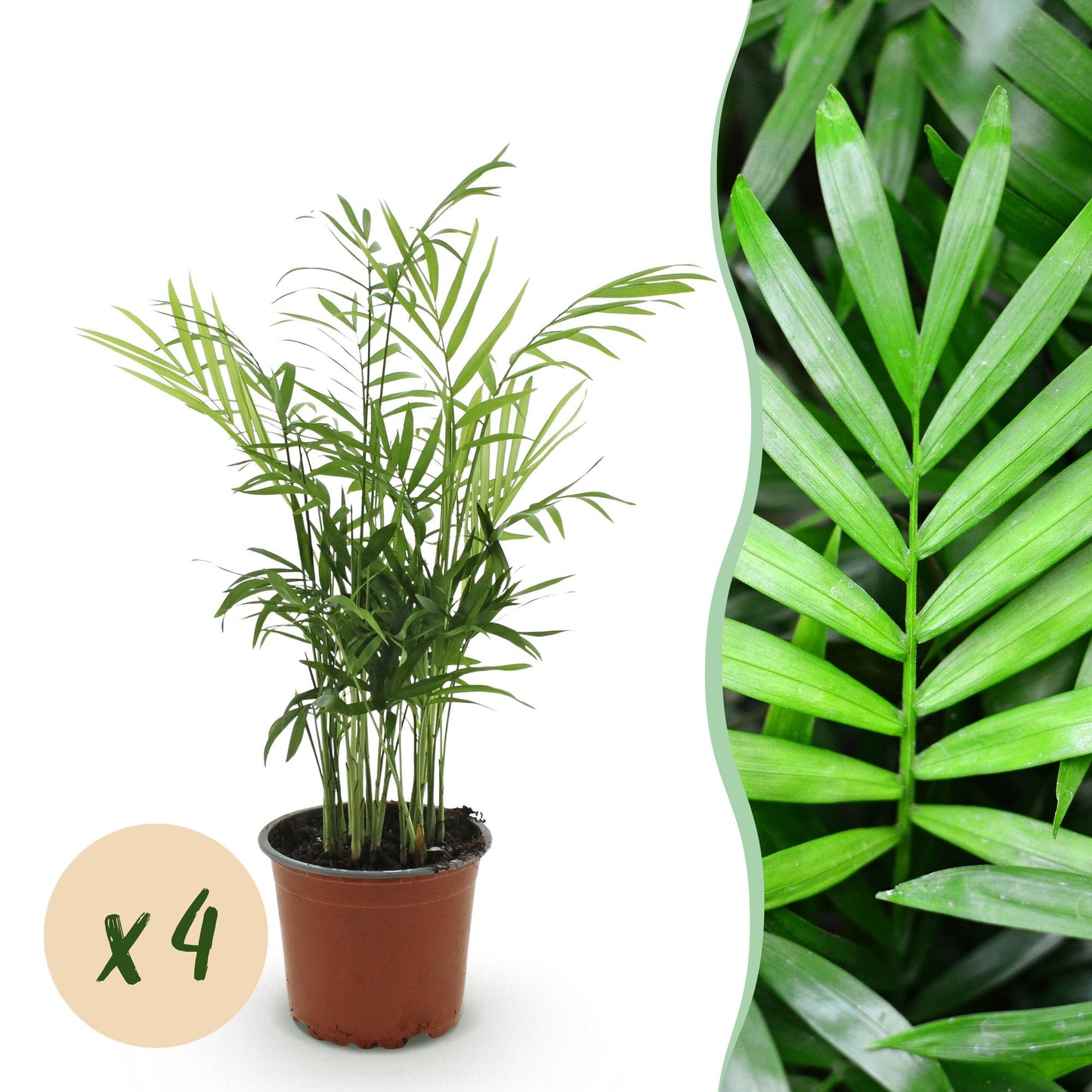 Green boutiQ - Kamerplant - Chamaedorea elegans - Goudpalm - Huisdiervriendelijk - Groen - 4 Planten - Pot 12cm - Hoogte 35-40cm