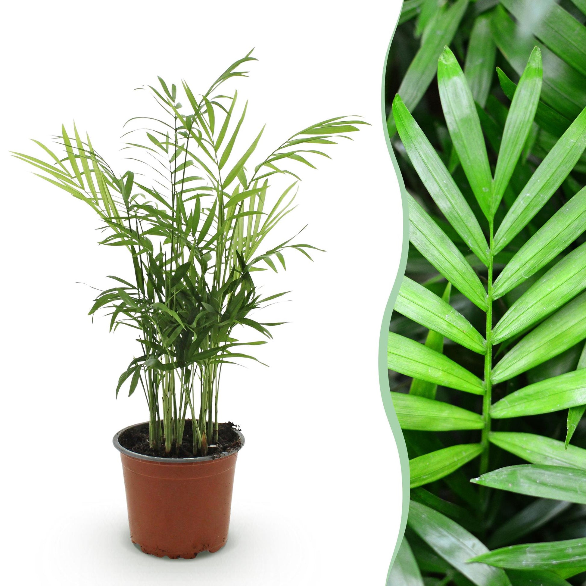 Green boutiQ - Kamerplant - Chamaedorea elegans - Goudpalm - Huisdiervriendelijke Plant - Groen - 1 Plant - Pot 12cm - Hoogte 15cm