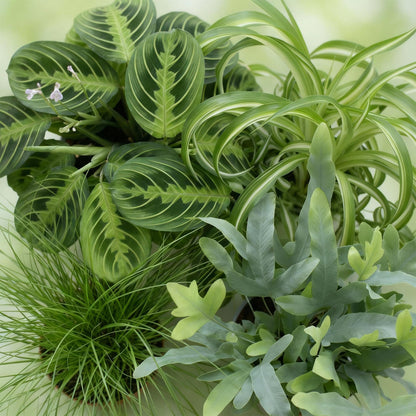 Green boutiQ - Kamerplant - Chlorophytum - Cyperus - Phlebodium - Marantha - Mix van 4 - Huisdiervriendelijke Planten - Groen - 4 Planten - met Potter Wit - Pot 12cm - Hoogte 25cm