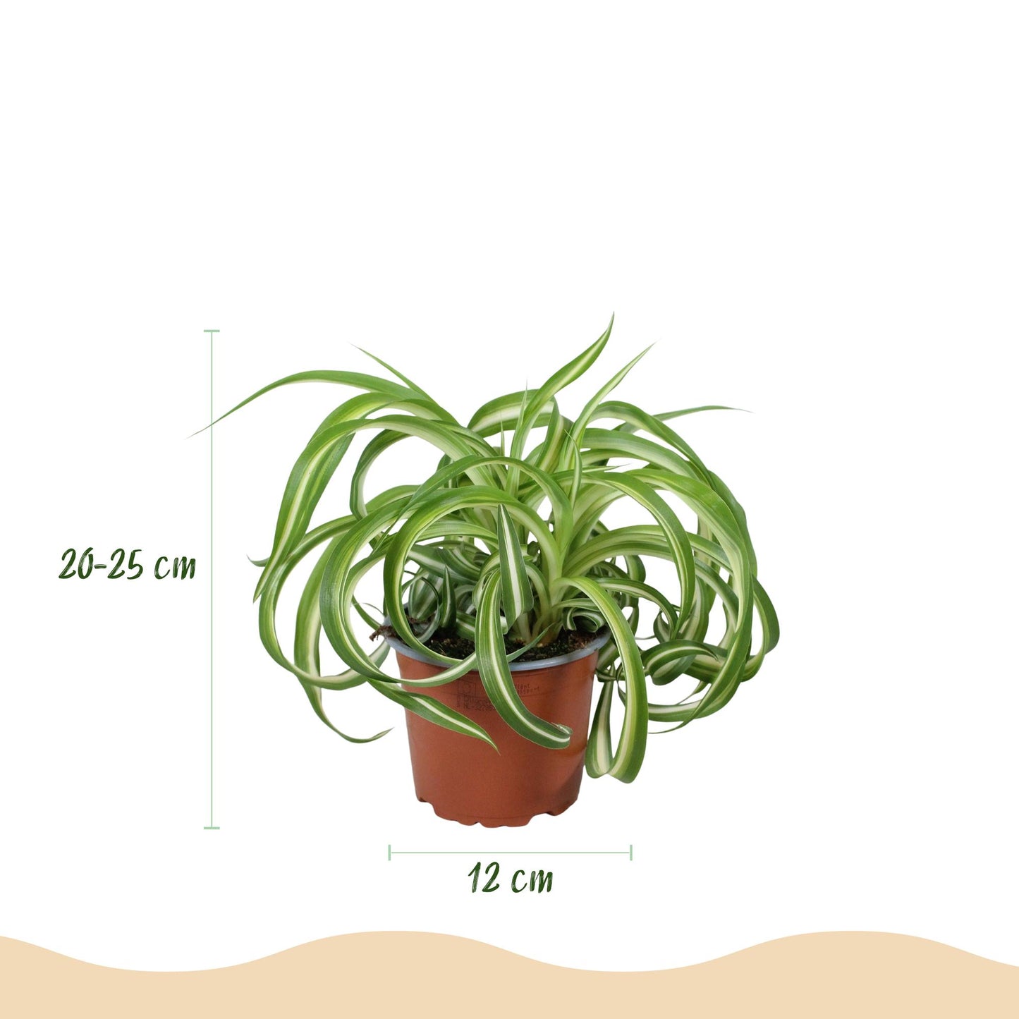 Green boutiQ - Kamerplant - Chlorophytum comosum Bonnie - Krullende Graslelie - Huisdiervriendelijk - Bont - 2 Planten - Pot 12cm - Hoogte 20-25cm