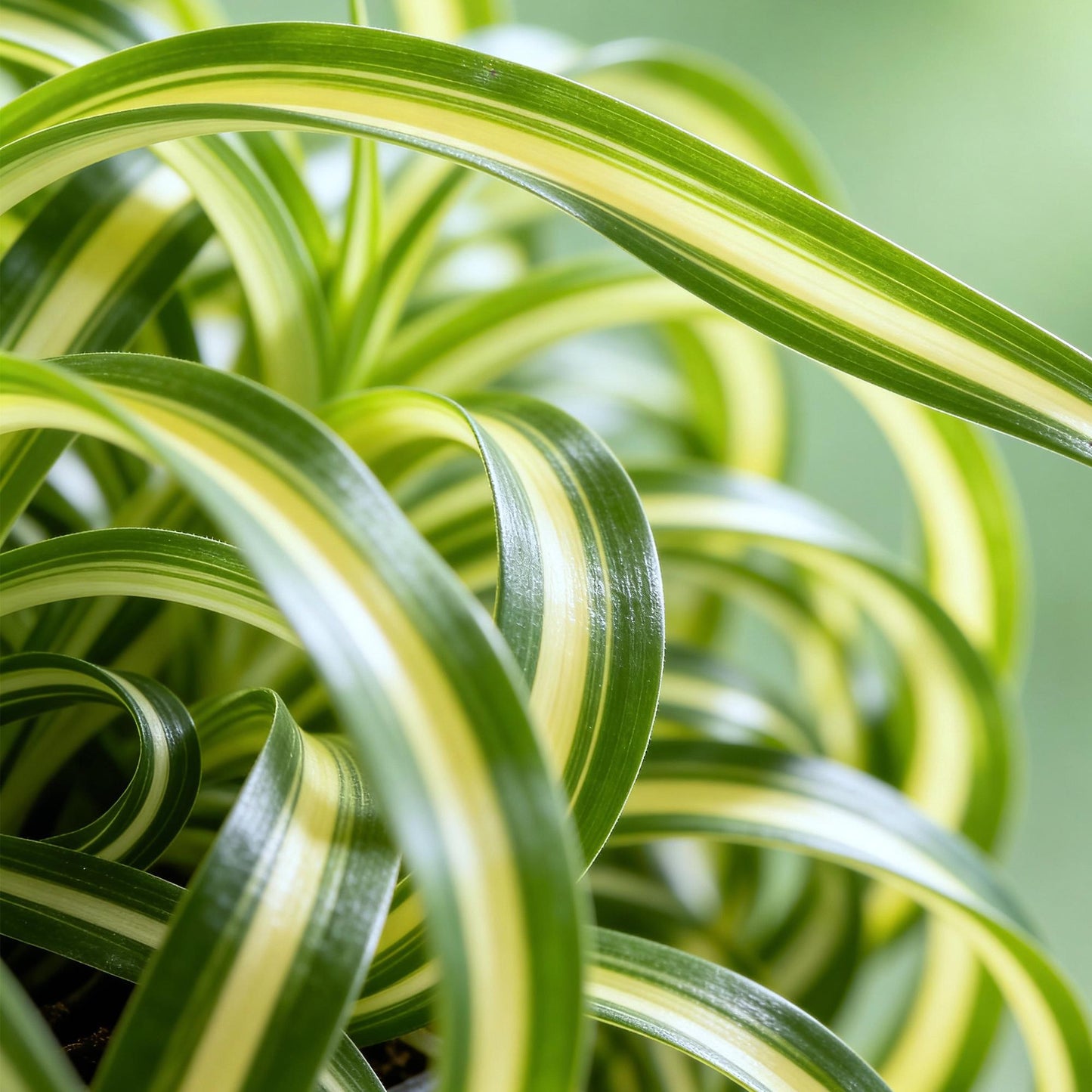 Green boutiQ - Kamerplant - Chlorophytum comosum Bonnie - Krullende Graslelie - Huisdiervriendelijk - Bont - 2 Planten - Pot 12cm - Hoogte 20-25cm
