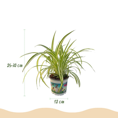 Green boutiQ - Kamerplant - Chlorophytum comosum Variegatum - Kattengras - Huisdiervriendelijk - Bont - 4 Planten - Pot 12cm - Hoogte 25-30cm