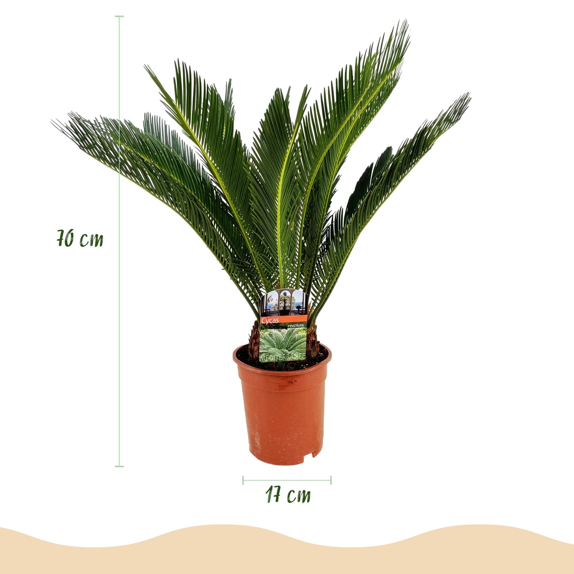 Green boutiQ - Kamerplant - Cycas revoluta - Palmvaren - Weinig onderhoud - Groen - 2 - Pot 17cm - Hoogte 55-65cm