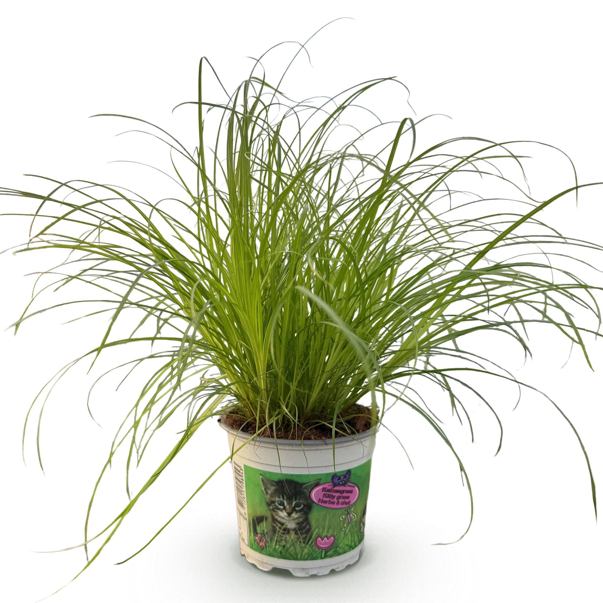 Green boutiQ - Kamerplant - Cyperus alternifolius Zumula - Kattengras - Huisdiervriendelijke Plant - Groen - 1 Plant - Pot 12cm - Hoogte 20cm