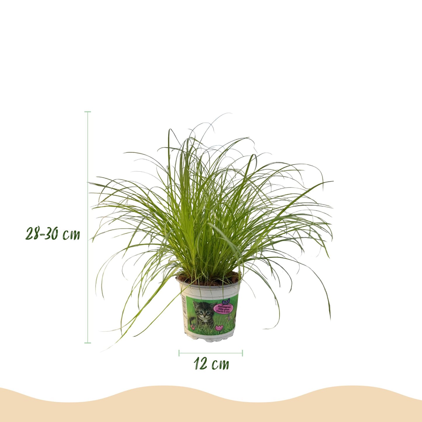 Green boutiQ - Kamerplant - Cyperus alternifolius Zumula - Kattengras - Huisdiervriendelijke Plant - Groen - 1 Plant - Pot 12cm - Hoogte 20cm