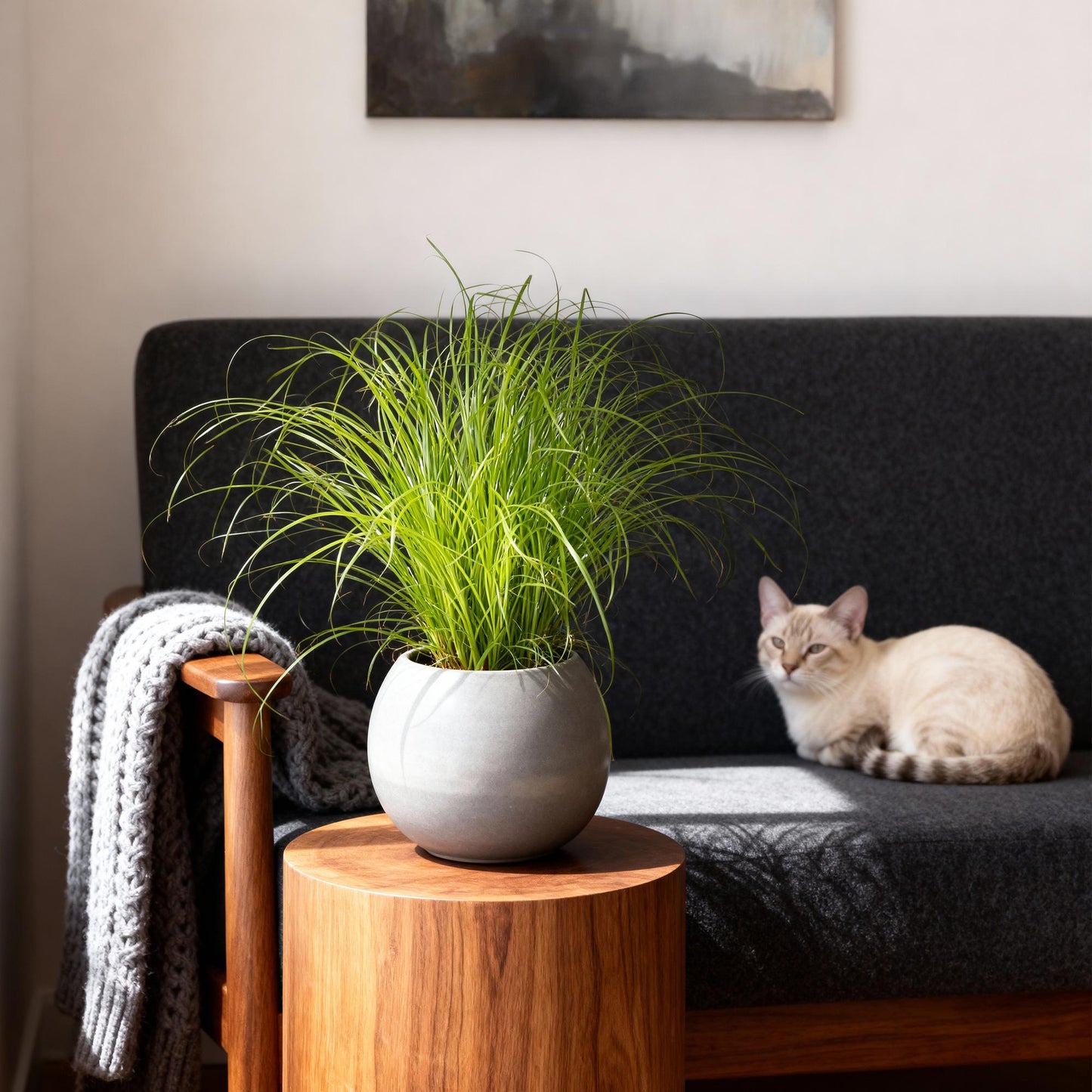 Green boutiQ - Kamerplant - Cyperus alternifolius Zumula - Kattengras - Huisdiervriendelijke Plant - Groen - 1 Plant - Pot 12cm - Hoogte 20cm
