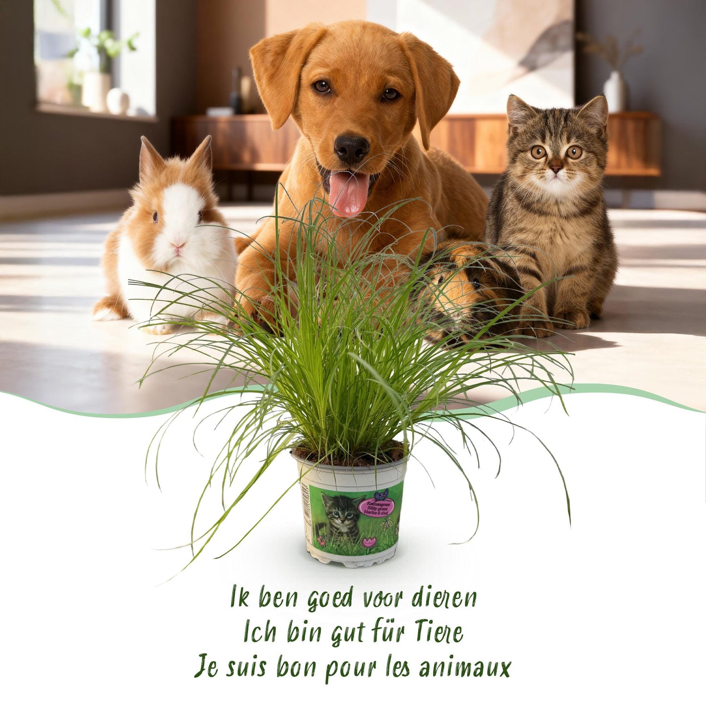 Green boutiQ - Kamerplant - Cyperus alternifolius Zumula - Kattengras - Huisdiervriendelijke Plant - Groen - 1 Plant - Pot 12cm - Hoogte 20cm
