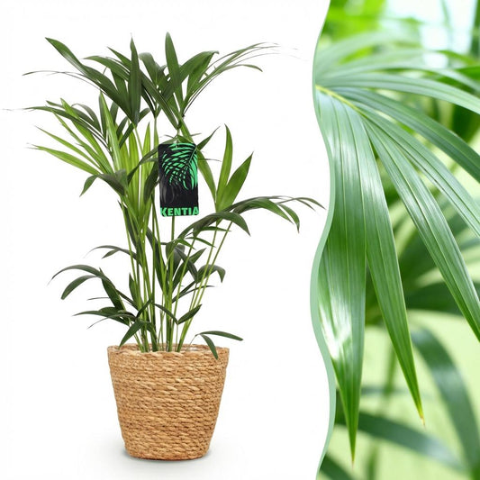 Green boutiQ - Kamerplant - Howea Forsteriana - Kentia Palm - Weinig Onderhoud - Groen - 1 Plant - met Mand - Pot 19cm - Hoogte 80-85cm