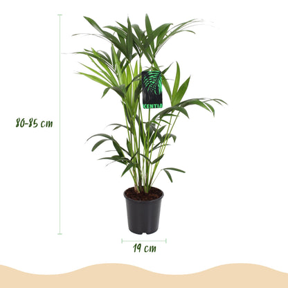 Green boutiQ - Kamerplant - Howea Forsteriana - Kentia Palm - Weinig Onderhoud - Groen - 1 plant - Pot 19cm - Hoogte 80-85cm